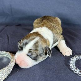 Diamond - White Collar Female - Sable female Pembroke Welsh Corgi puppy in Victoria, Texas from Clear Creek Corgis