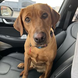 Ivy - Labrador Retriever