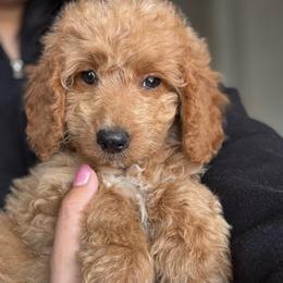 Dawn - Female - Red  female Goldendoodle puppy in Peoria, Arizona from Wroth's Pawsibilities