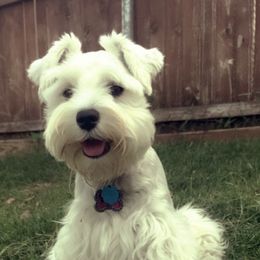 Adel Rose - Miniature Schnauzer