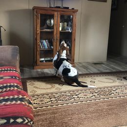 Basset Hound Puppies from Sage Acres