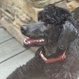 Miniature Schnauzer and Poodle All Grown Up from Bewitching Kennels