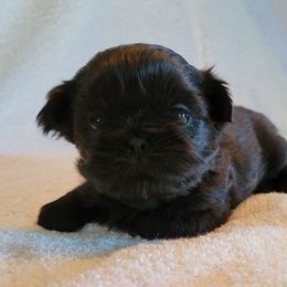 Shih Tzu Puppies from Juniverse Farm