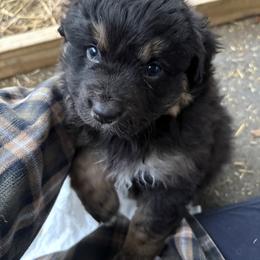 Joy - Black tri-color female Australian Shepherd puppy in Stockport, Ohio from Coleman's Natural Bridge Aussies