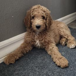 Milo - Apricot male Poodle puppy in El Paso, Texas from Greyzer Poodles