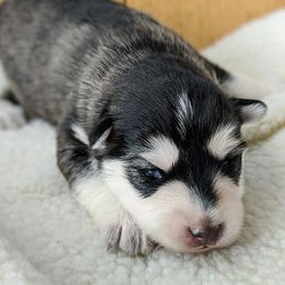 Pomsky Puppies from KP Pomskies LLC