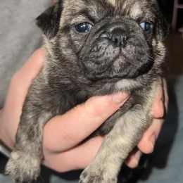 Pugs from Melissa's Pugs
