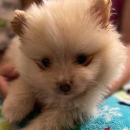 Pomeranians from Aukland’s Poms