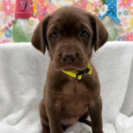Yellow - Chocolate female Labrador Retriever puppy in Heath Springs, South Carolina from Rich Hill Retrievers