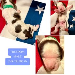 Freedom - Liver white and roan male English Springer Spaniel puppy in Madison, Indiana from McCollough's Pawsome Spaniels and Danny's Delightful Dachshunds