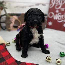 Archie - Black male Goldendoodle puppy in Lisbon, Ohio from Willow Lane Doodles