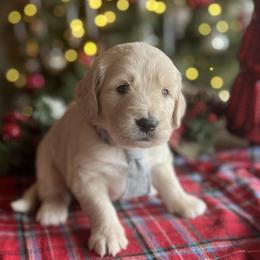 Donner - Cream male Goldendoodle puppy in The Woodlands, Texas from Gracie's Goldendoodles and Bernedoodles