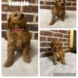 Girl 1 - Red  female Goldendoodle puppy in Milan, Indiana from Judy's Pups