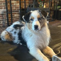 Lilith - Australian Shepherd