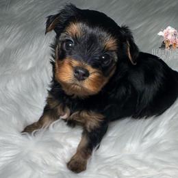 Rocky - Black and gold male Yorkshire Terrier puppy in Riverside, California from Heaven_sent_toy_yorkies