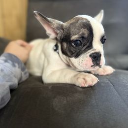 Boy 2 - Tricolors male French Bulldog puppy in Clarkston, Michigan from Love of Frenchies