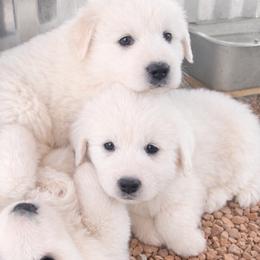 Outlaw Acres Fire Sky Boy 2 (AKC) - White male Great Pyrenees puppy in Tombstone, Arizona from Outlaw Acres Farm & Kennels