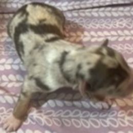 Prince Eric - Red merle Australian Shepherd puppy in Lee, Florida from Lovey-dovey Aussies & Yorkies