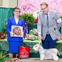 Cesky Terriers from Johnwicki Terriers