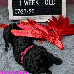 Imogen - Black female Poodle puppy in Vail, Arizona from Semper Poodelis