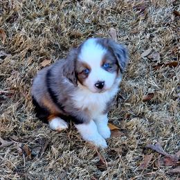 Blue - Blue merle male Miniature Australian Shepherd puppy in Colbert, Georgia from Dogwood Blossom Aussies