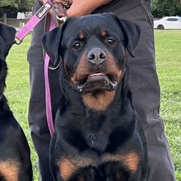 Bulldogs, Labrador Retrievers, and Rottweilers from Wright Way Retrievers