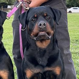 Bulldogs, Labrador Retrievers, and Rottweilers from Wright Way Retrievers