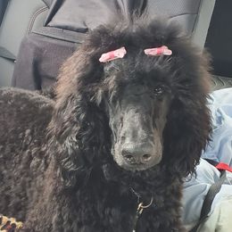 Poodles from Exquisite Standard poodles