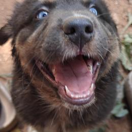 Australian Shepherd Puppies from Red Five Kennels