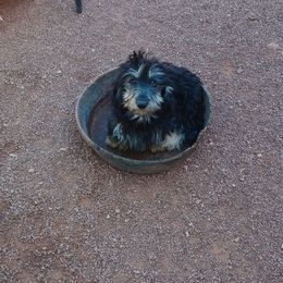 Emmy Lou - Dachshund