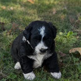 Girl - White and black female Bordoodle puppy in Junction, Utah from Sugar Doodles
