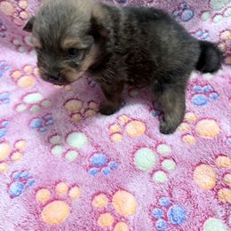 Girl 2 - Black and tan female Pomeranian puppy in Conroe, Texas from Maxi’s Poms, LLC