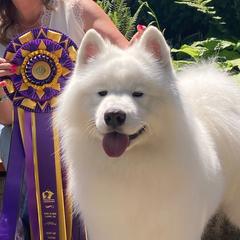 Samoyeds from Dream Samoyeds