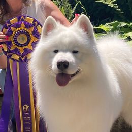 Samoyeds from Dream Samoyeds