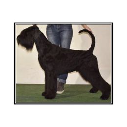 Marco - Giant Schnauzer