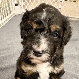 Black collar boy - Tri-color male Bernedoodle puppy in Lake, Michigan from 3 King Doodles & Poodles