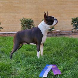 JoJo - Boston Terrier