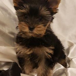 Yorkshire Terriers from Joanie's Yorkies