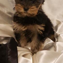 Yorkshire Terriers from Joanie's Yorkies
