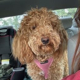 Luna D - Goldendoodle