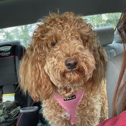 Luna D - Goldendoodle