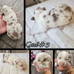 Girl 3 - Liver and white female Cardigan Welsh Corgi puppy in Natchitoches. La, Louisiana from Bleu Bayou Corgis