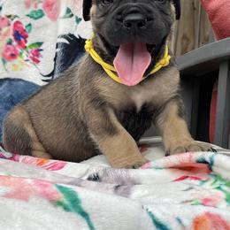 Stout Dark Coated Male - Brown male Boerboel puppy in Mansfield, Texas from Dynasty Blue Ridge Boerboel