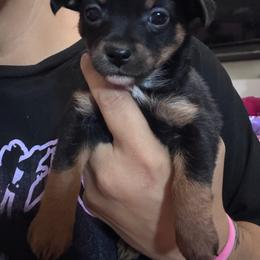 Miss Matson - Phantom female Poodle puppy in Buckeye, Arizona from Romano Juarez Puppies