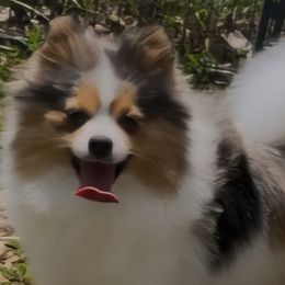Prada - Pomeranian