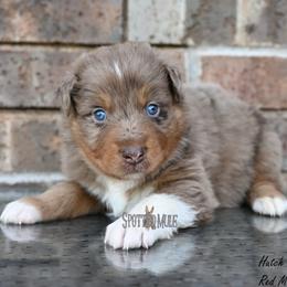 Hutch - Red merle male Australian Shepherd puppy in Wichita Falls, Texas from Spotted Mule Aussies