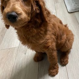 Goldendoodle and Poodle Puppies from Brown’s Poodles & Doodles
