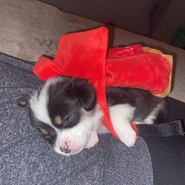 Pembroke Welsh Corgi Puppies from Sully's Corgis