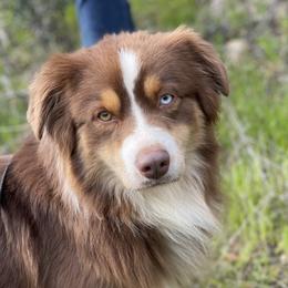 Timberline Cedar Summit - Red tri male Miniature Australian Shepherd puppy in Kentucky from Natural Life Ranch