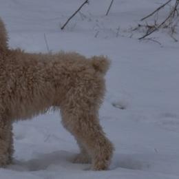 Goldendoodles, Poodles, and Schnoodles from For the LOVE of Poodles, Doodles and Sheepdogs